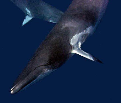 minke whales swimming
