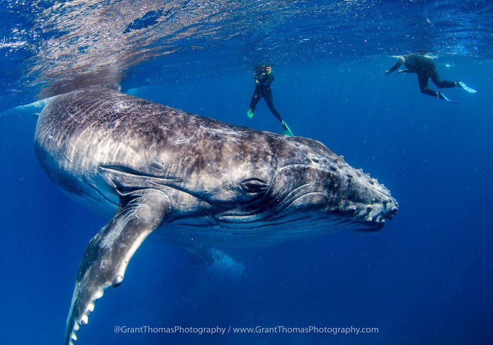 whale with swimmers