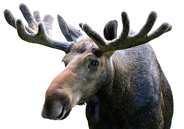 minke whale illustration