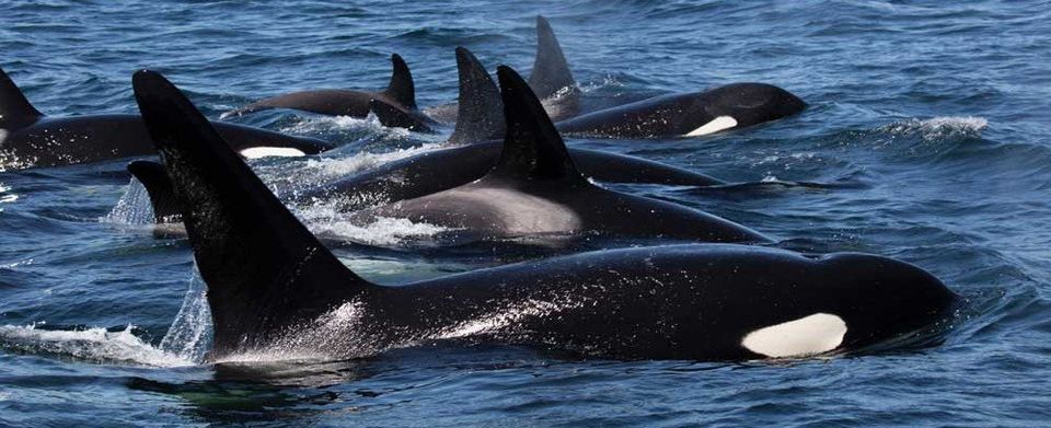 killer whales swimming