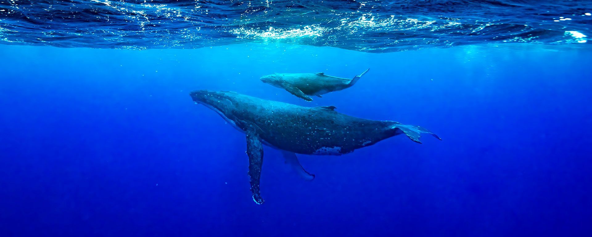 Two whales swimming underwater in a deep blue ocean