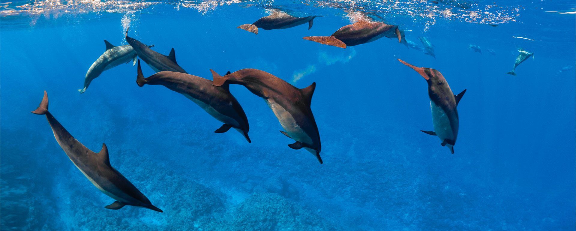 A pod of dolphins swimming underwater in clear blue ocean water