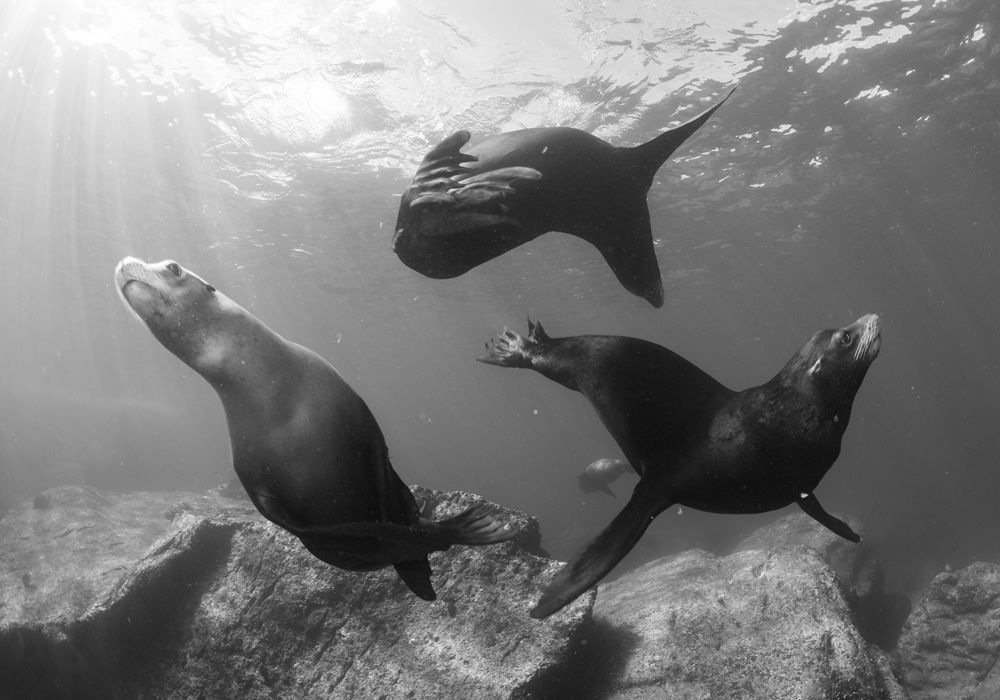 A black and white photo of three seals swimming in the ocean.