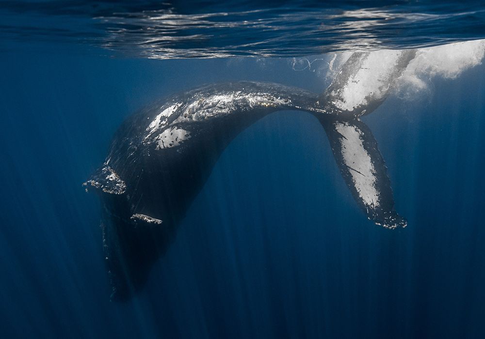 A humpback whale is swimming in the ocean.