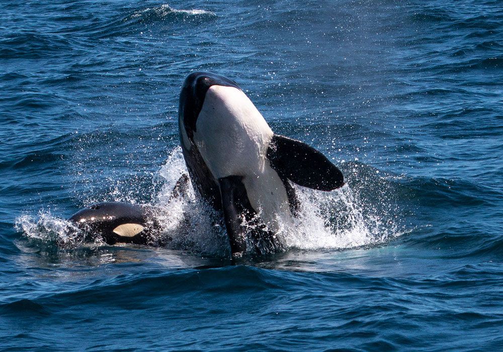 Two killer whales are swimming in the ocean.