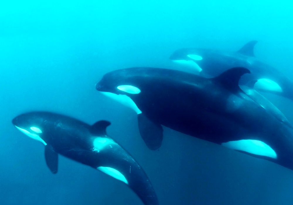A group of killer whales are swimming in the ocean.