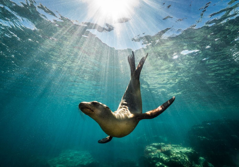 A seal is swimming in the ocean with the sun shining through the water.