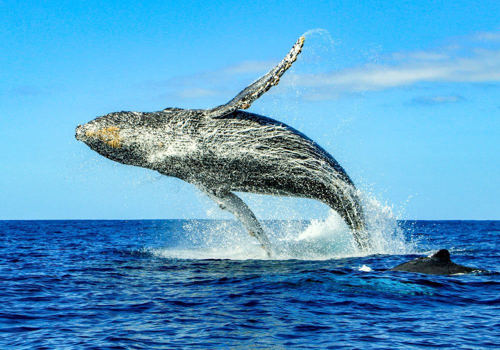 A humpback whale is jumping out of the ocean.