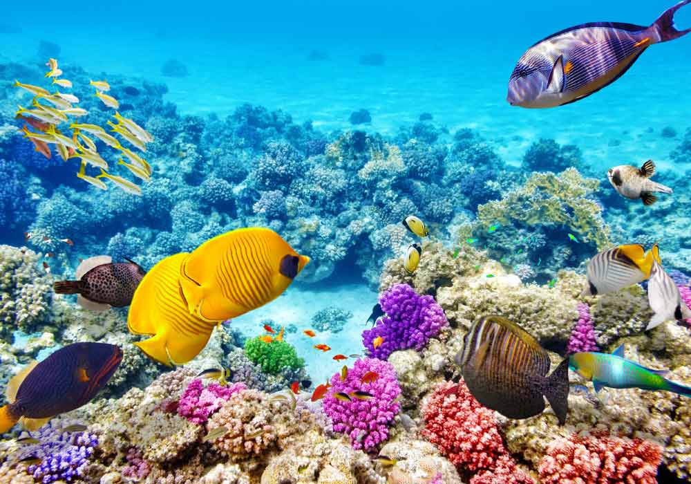 great barrier reef fish