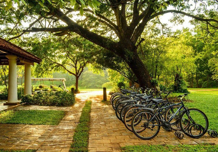 A row of bicycles are parked under a tree in a park.