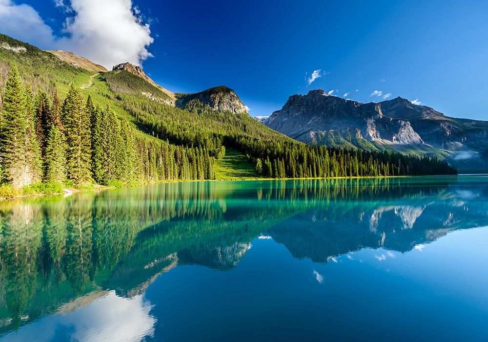 Two white beluga whales swimming in blue water.