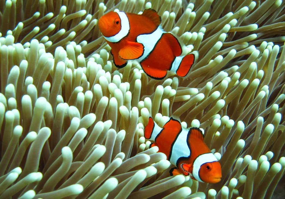 clown fish