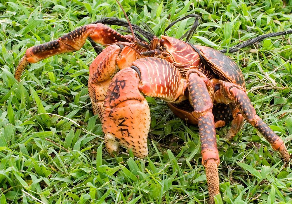 Coconut crab on green grass; reddish-orange claws, brown body, and long legs.