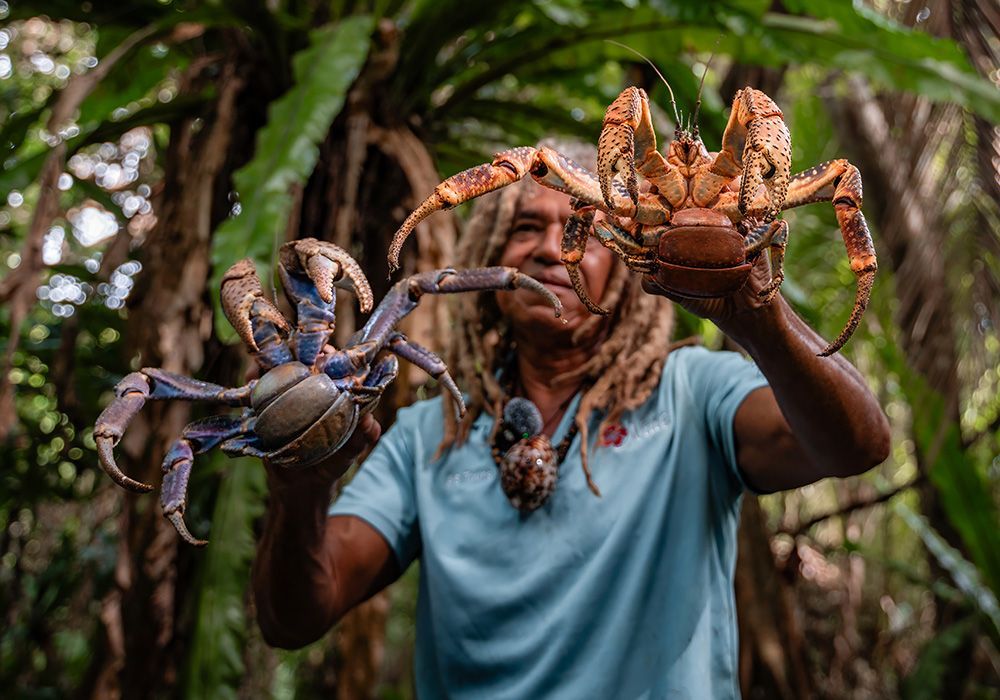 Man holding two large coconut crabs in a tropical forest.