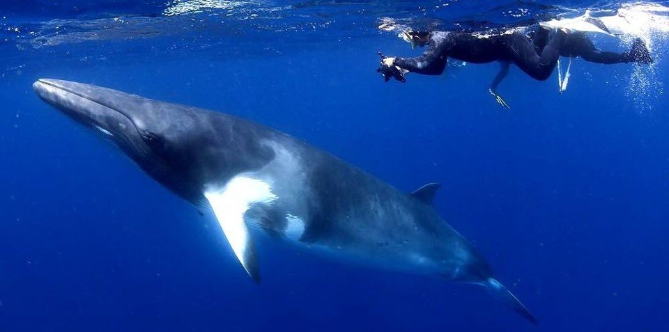 Swimming with Minke whale
