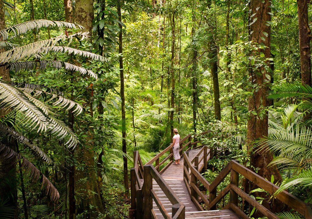 daintree rainforest