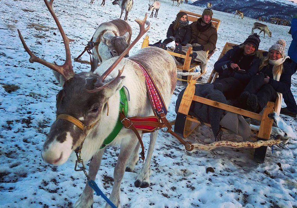 a reindeer pulling a sleigh with people in it