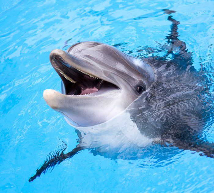 dolphin