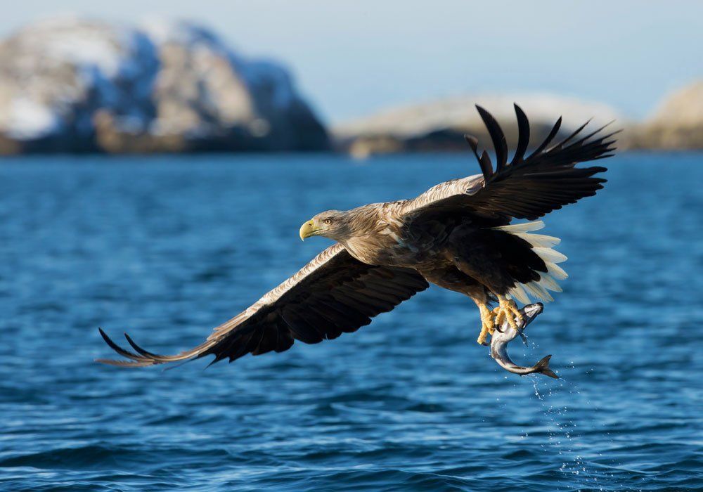 eagle