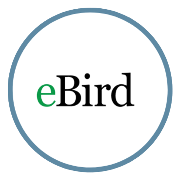 ebird