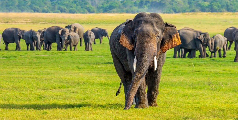 elephants sri lanka elephants