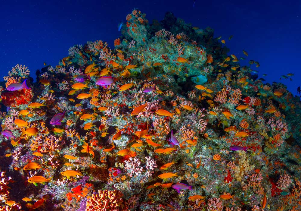reef