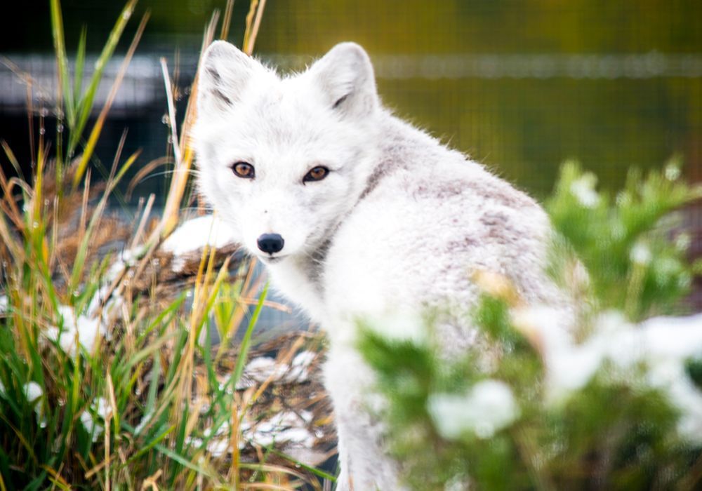 Arctic fox stands on a snowy rock, white fur blending with the cold winter landscape.