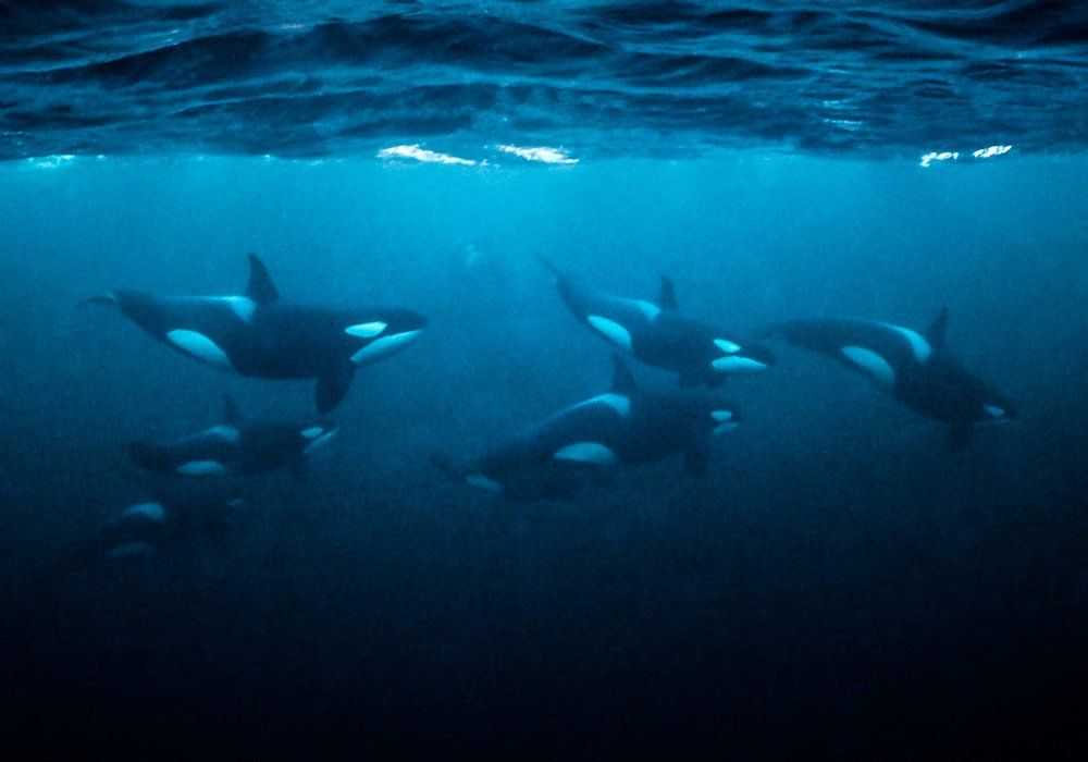 lots of orcas