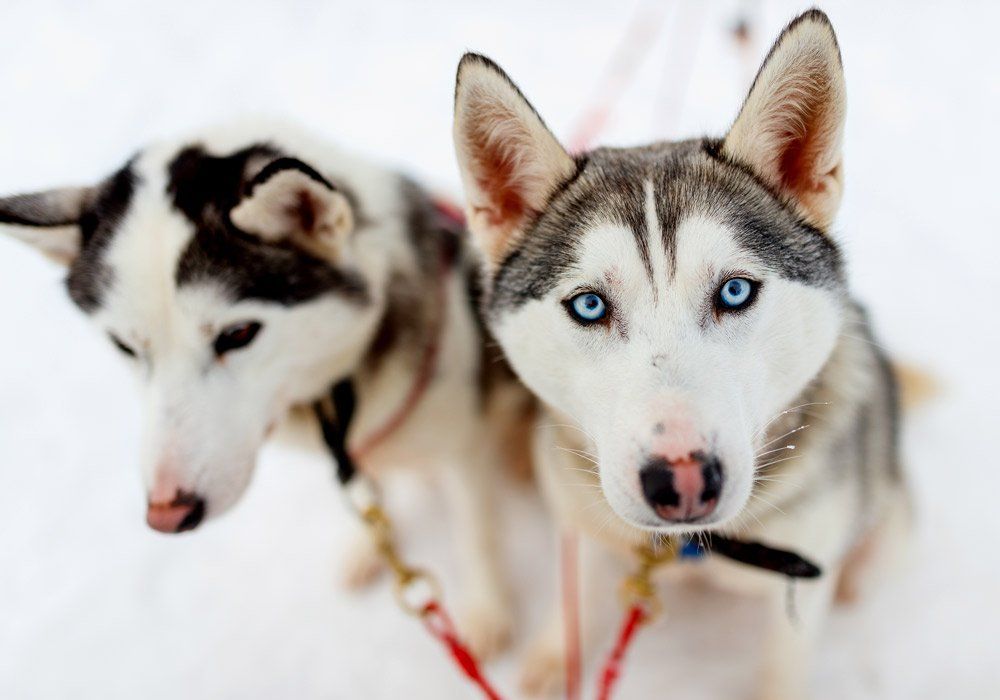 two husky dogs with blue eyes looking at the camera