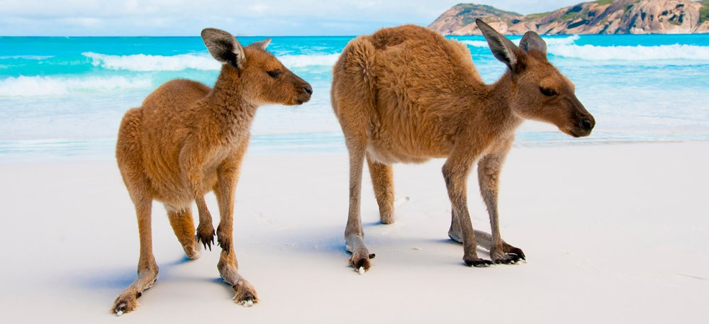 Kangaroos kangaroos on the beach