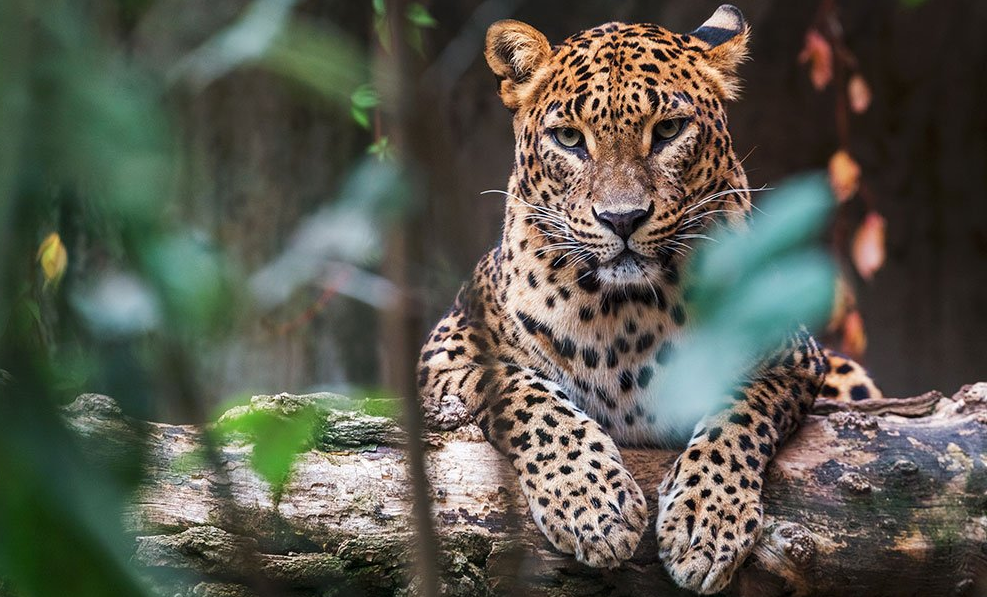 leopard ski lanka leopard