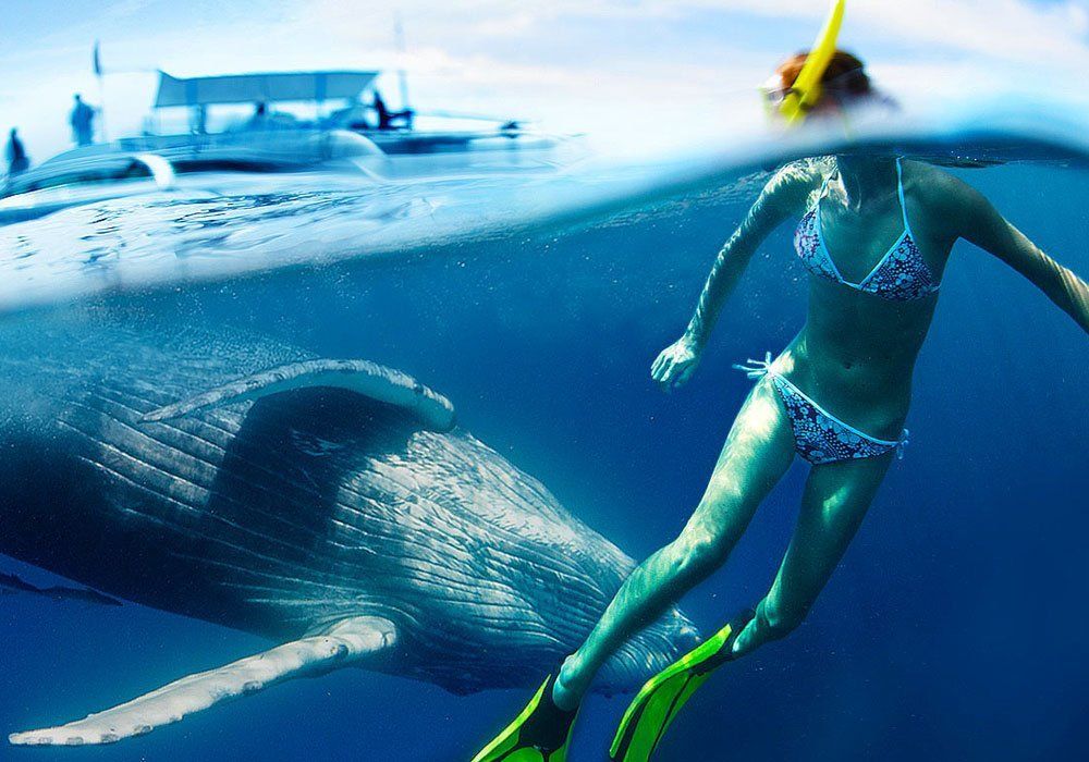 woman swimming with whale