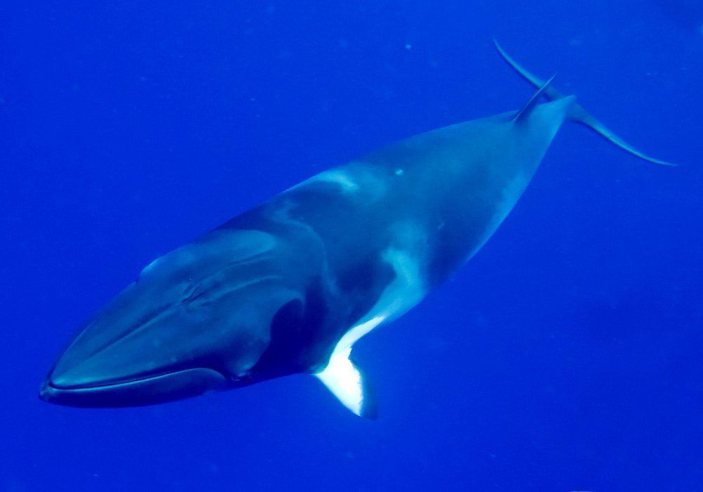 minke whale