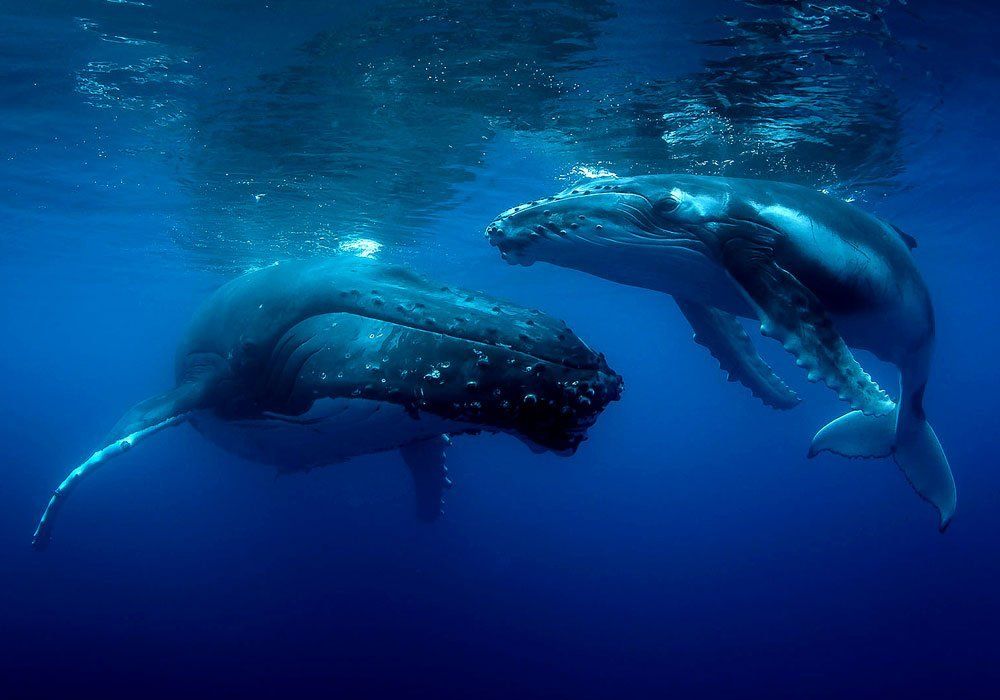 Tonga whales