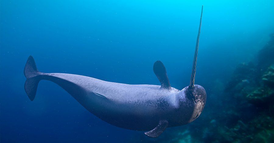 narwhal posing