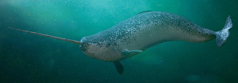 Narwhals – Myths, legends and facts