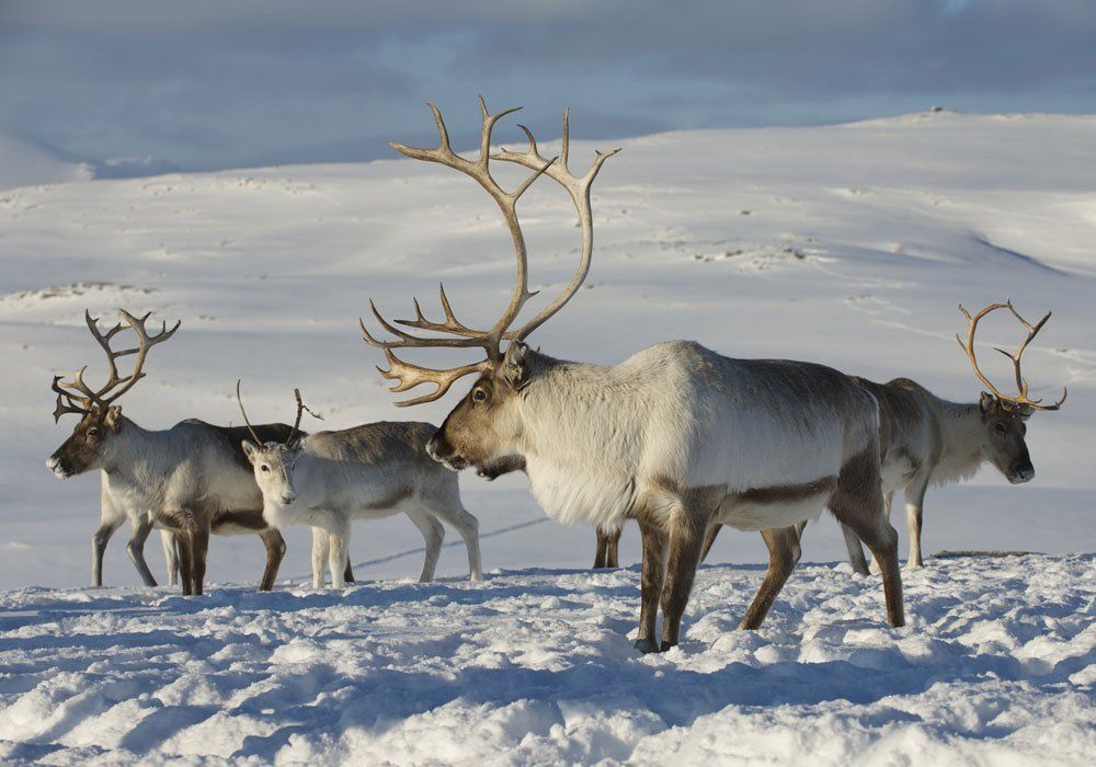 reindeers in the snow