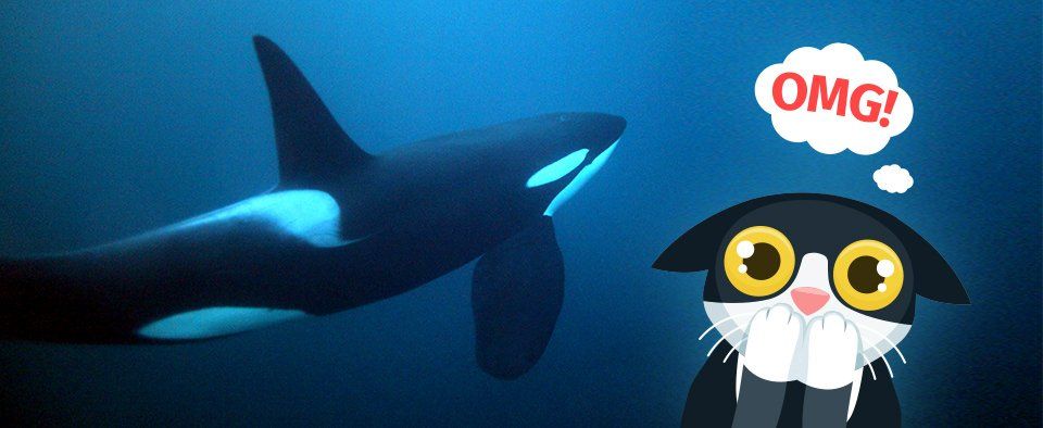 Womens Cute Orcas Whale Friends Sea Under Water Orcas Heart Fish
