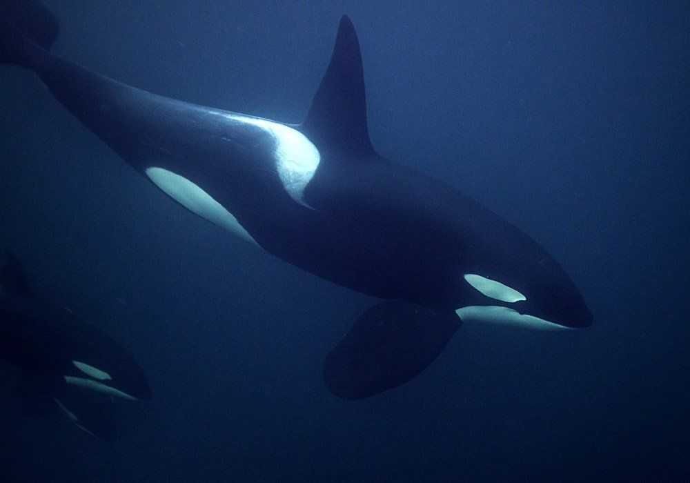orca whale