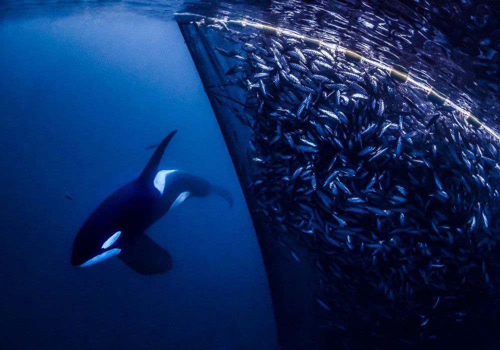 orca near fish nets