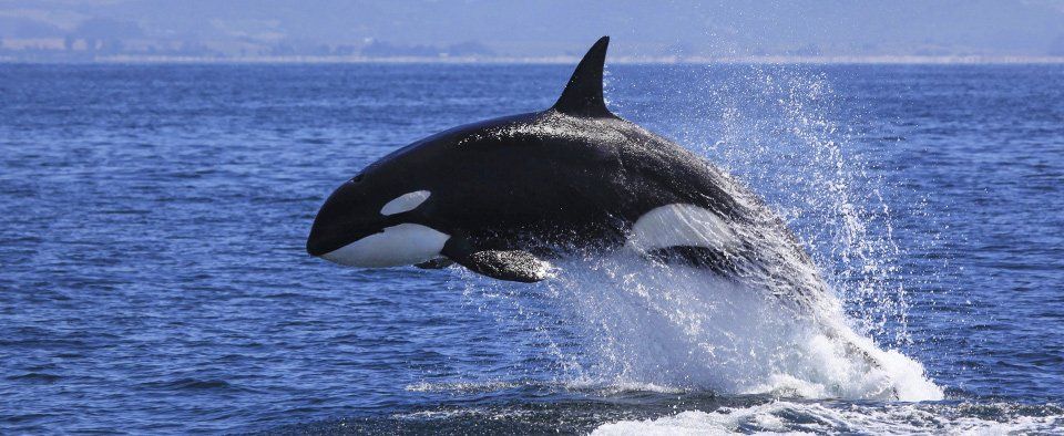 biggest killer whale in the world
