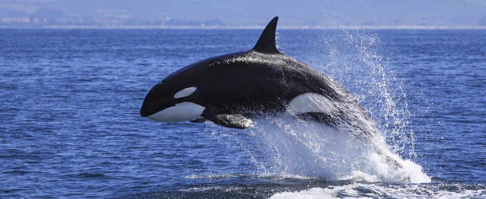 killer whales eating polar bears