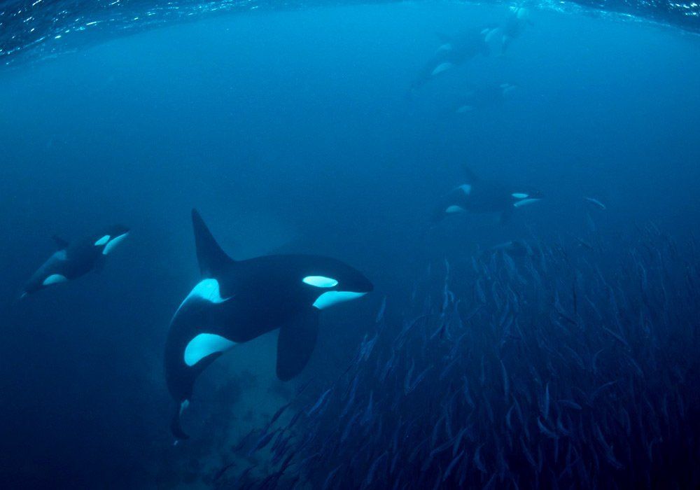 orca frenzy