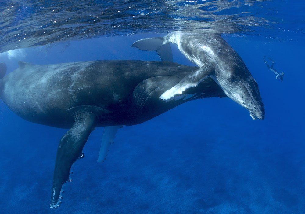 whale swim