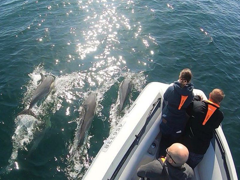 dolphins