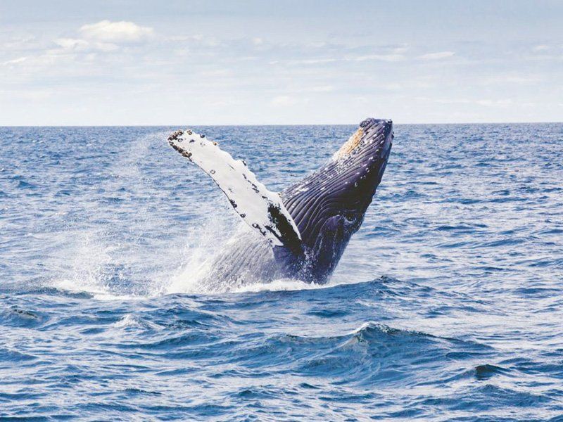 whale