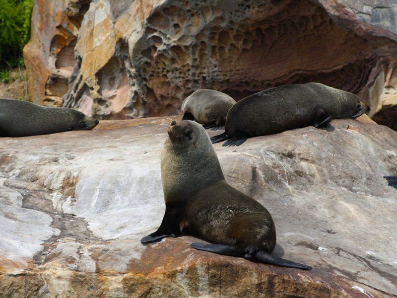 seals