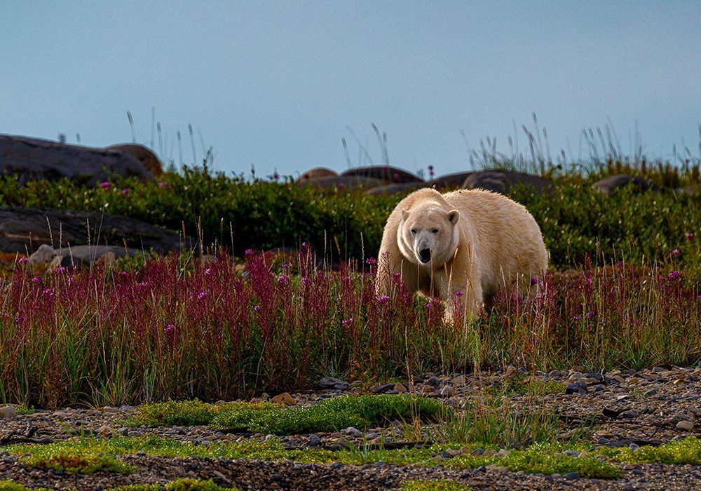 Three polar bears resting in tall grass; brown and green foliage in the background.