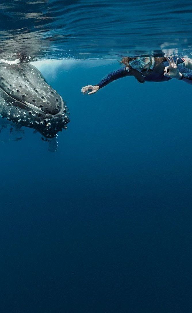 A person is swimming next to a humpback whale in the ocean.