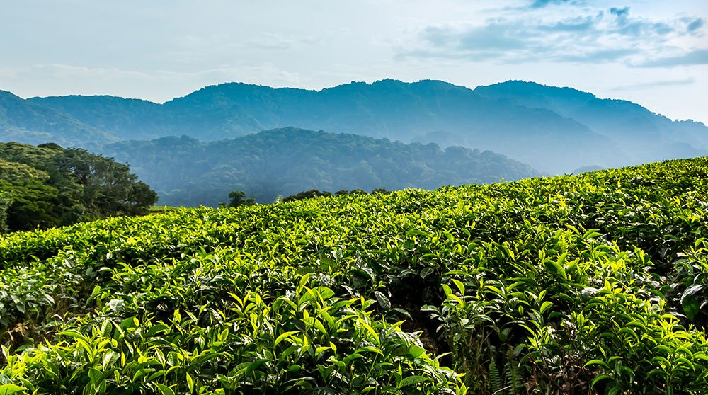 tea plantation rwanda